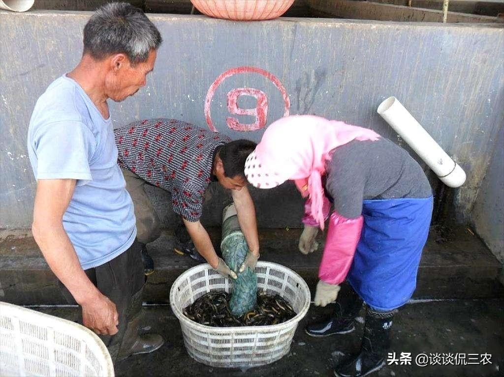 养殖泥鳅一亩赚多少钱（泥鳅养殖利润分析）