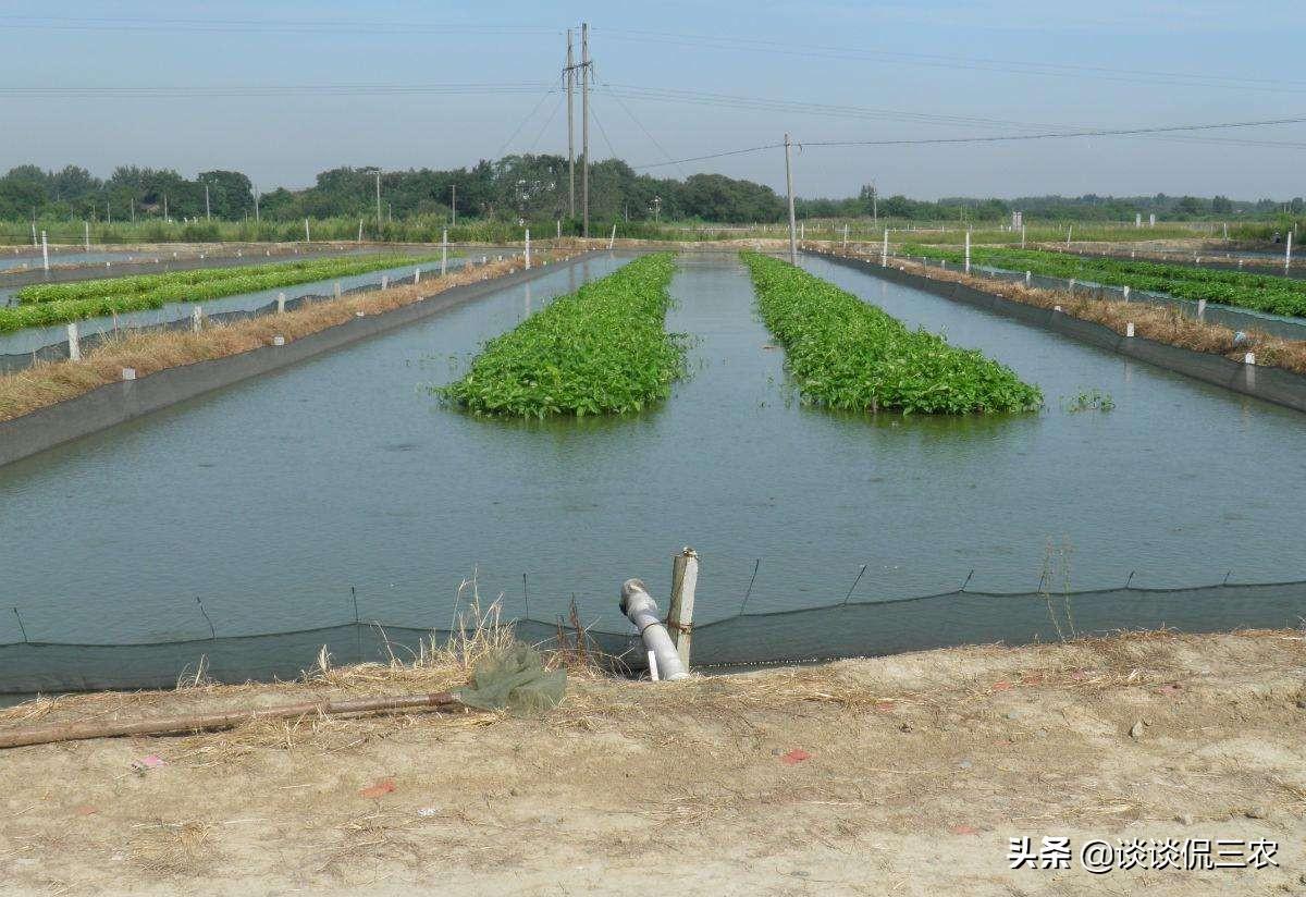 养殖泥鳅一亩赚多少钱（泥鳅养殖利润分析）