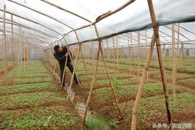 7种常见蔬菜大棚造价说明！想建大棚农户不重视，等着花钱吧！